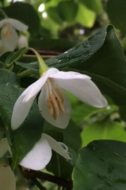 Fragrant Fountain Weeping Japanese Snowbell Tree - 5 Gallon Pot -Garden Plant Seeds styrax japonica fragrant fountain weeping japanese snowbell tree 7