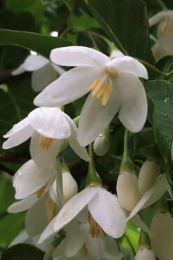 Fragrant Fountain Weeping Japanese Snowbell Tree - 5 Gallon Pot -Garden Plant Seeds styrax japonica fragrant fountain weeping japanese snowbell tree 8