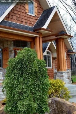 Fragrant Fountain Weeping Japanese Snowbell Tree - 5 Gallon Pot -Garden Plant Seeds styrax japonica fragrant fountain weeping japanese snowbell tree 9