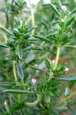 Summer Savory Plant - 6 Pack Of Pint Pots -Garden Plant Seeds summer savory herb plant 3