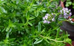 Summer Savory Plant - 6 Pack Of Pint Pots -Garden Plant Seeds summer savory herb plant 4