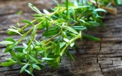 Summer Savory Plant - 6 Pack Of Pint Pots -Garden Plant Seeds summer savory herb plant 5