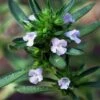 Summer Savory Plant - 6 Pack Of Pint Pots -Garden Plant Seeds summer savory herb plant 6