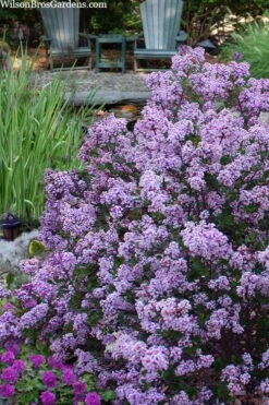 Miss Kim Lilac - 3 Gallon Pot