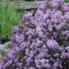 Miss Kim Lilac - 2 Gallon Pot 1 Miss Kim Lilac - 2 Gallon Pot -Garden Plant Seeds syringa miss kim lilac 8
