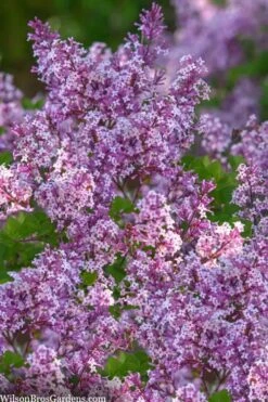 Miss Kim Lilac - 2 Gallon Pot -Garden Plant Seeds syringa miss kim lilac 9
