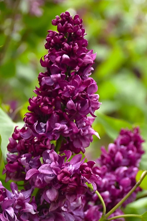 Monge French Lilac (Syringa) - 3 Gallon Pot 3 Monge French Lilac (Syringa) - 3 Gallon Pot