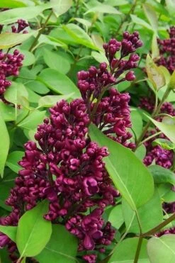 Monge French Lilac (Syringa) - 3 Gallon Pot 11 Monge French Lilac (Syringa) - 3 Gallon Pot -Garden Plant Seeds syringa vulgaris monge lilac 2