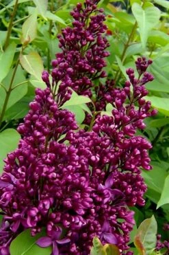 Monge French Lilac (Syringa) - 3 Gallon Pot 10 Monge French Lilac (Syringa) - 3 Gallon Pot -Garden Plant Seeds syringa vulgaris monge lilac 3