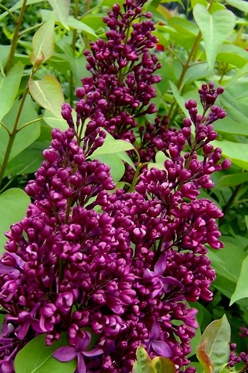 Monge French Lilac (Syringa) - 3 Gallon Pot 6 Monge French Lilac (Syringa) - 3 Gallon Pot - Image 4