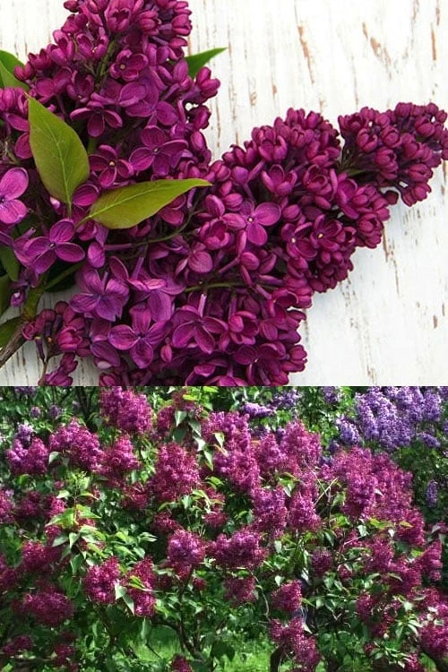 Monge French Lilac (Syringa) - 3 Gallon Pot 5 Monge French Lilac (Syringa) - 3 Gallon Pot - Image 3