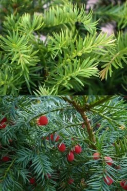 Spreading English Yew (Taxus Baccata 'Repandens) - 1 Gallon Pot -Garden Plant Seeds taxus baccata repandens speading english yew 10