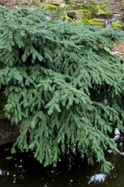 Spreading English Yew (Taxus Baccata 'Repandens) - 1 Gallon Pot -Garden Plant Seeds taxus baccata repandens speading english yew 8