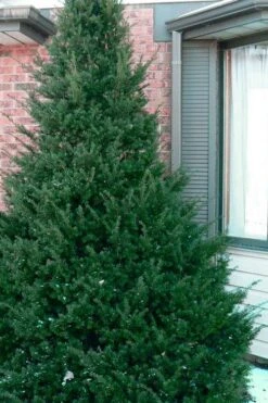 Capitata Upright Yew (Taxus Cuspidata) - 6 Gallon Pot -Garden Plant Seeds taxus cuspidata capitata upright japanese yew 1