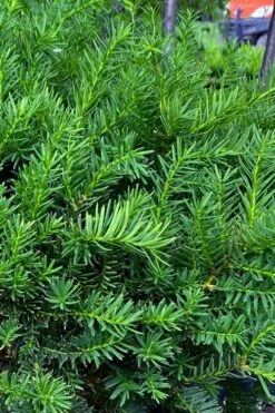 Capitata Upright Yew (Taxus Cuspidata) - 6 Gallon Pot -Garden Plant Seeds taxus cuspidata capitata upright japanese yew 3