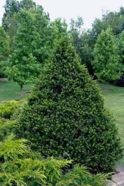 Capitata Upright Yew (Taxus Cuspidata) - 6 Gallon Pot -Garden Plant Seeds taxus cuspidata capitata upright japanese yew 4