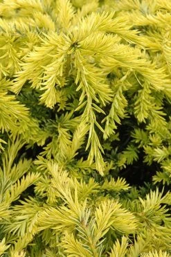 Sunburst Yew (Taxus X Media) - 2 Gallon Pot -Garden Plant Seeds taxus media sunburst yew 1