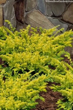 Sunburst Yew (Taxus X Media) - 2 Gallon Pot -Garden Plant Seeds taxus x media sunburst yew 2