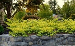 Sunburst Yew (Taxus X Media) - 2 Gallon Pot -Garden Plant Seeds taxus x media sunburst yew 7