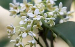 Fragrant White Tea Olive - 7 Gallon Pot (5-6') -Garden Plant Seeds tea olive flowers closeup