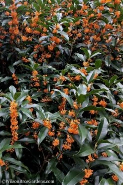 Fragrant Orange Tea Olive - Osmanthus Fragrans Aurantiacus - 5 Pack Of Quart Pots 15 Fragrant Orange Tea Olive - Osmanthus Fragrans Aurantiacus - 5 Pack Of Quart Pots -Garden Plant Seeds tea olive orange 103