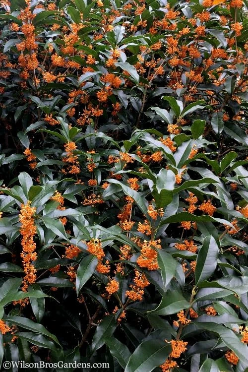 Fragrant Orange Tea Olive - Osmanthus Fragrans Aurantiacus - 5 Pack Of Quart Pots 9 Fragrant Orange Tea Olive - Osmanthus Fragrans Aurantiacus - 5 Pack Of Quart Pots - Image 7