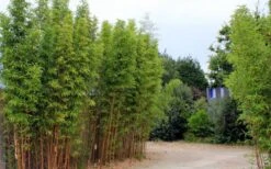 Temple Bamboo (Semiarundinaria Fastuosa) - 3 Gallon Pot (4-6'+) 12 Temple Bamboo (Semiarundinaria Fastuosa) - 3 Gallon Pot (4-6'+) -Garden Plant Seeds temple bamboo