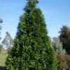Green Giant Arborvitae (Thuja) - 5 Gallon Pot 1 Green Giant Arborvitae (Thuja) - 5 Gallon Pot -Garden Plant Seeds thuja green giant arborvitae 101