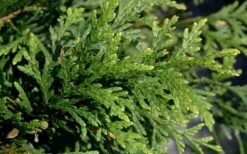 Green Giant Arborvitae (Thuja) - 5 Gallon Pot -Garden Plant Seeds thuja green giant arborvitae 102