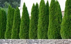 Emerald Green Arborvitae - 7 Gallon Pot (4-5') -Garden Plant Seeds thuja occidentalis emerald green arborvitae 102