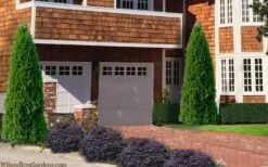 Emerald Green Arborvitae - 7 Gallon Pot (4-5') -Garden Plant Seeds thuja occidentalis emerald green arborvitae 106