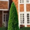 Emerald Green Arborvitae - 7 Gallon Pot (4-5') -Garden Plant Seeds thuja occidentalis emerald green arborvitae 107