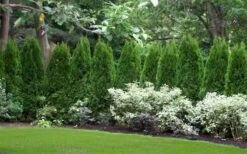 Emerald Green Arborvitae - 7 Gallon Pot (4-5') -Garden Plant Seeds thuja occidentalis emerald green arborvitae 110