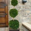 Emerald Green Arborvitae Poodle Tier Topiary (3 Ball) - 5 Gallon Pot 1 Emerald Green Arborvitae Poodle Tier Topiary (3 Ball) - 5 Gallon Pot -Garden Plant Seeds thuja occidentalis emerald green arborvitae 3 ball poodle tier topiary 1