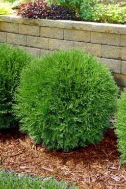 Planet Earth Arborvitae - 3 Gallon Pot 10 Planet Earth Arborvitae - 3 Gallon Pot -Garden Plant Seeds thuja occidentalis planet earth arborvitae 4