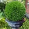 Planet Earth Arborvitae - 3 Gallon Pot 2 Planet Earth Arborvitae - 3 Gallon Pot -Garden Plant Seeds thuja occidentalis planet earth arborvitae 6