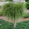 Whipcord Arborvitae (Single Trunk Topiary Tree) - 2 Gallon Pot 1 Whipcord Arborvitae (Single Trunk Topiary Tree) - 2 Gallon Pot -Garden Plant Seeds thuja plicata whipcord arbirvitae topiary tree 1