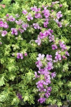 Highland Cream Creeping Thyme - 5 Pack Of Quart Pots -Garden Plant Seeds thyme highland cream 500x750 1
