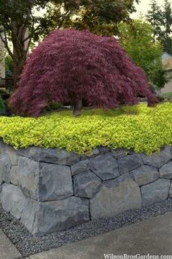 Archers Gold Lemon Thyme - Thymus Citriodorus - 5 Pack Of Pint Pots