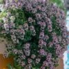 Doone Valley Thyme - 6 Pack Of Pink Pots -Garden Plant Seeds thymus citriodorus doon valley 1