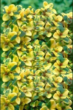 Doone Valley Thyme - 6 Pack Of Pink Pots -Garden Plant Seeds thymus citriodorus doone valley 2