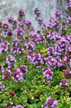 Doone Valley Thyme - 6 Pack Of Pink Pots -Garden Plant Seeds thymus citriodorus doone valley 3