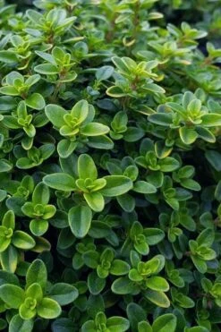 Lemon Creeping Thyme - 6 Pack Of Pint Pots -Garden Plant Seeds thymus citrriodorus lemon thyme 1