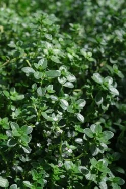 Lemon Creeping Thyme - 6 Pack Of Pint Pots -Garden Plant Seeds thymus citrriodorus lemon thyme 2