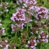 Lemon Creeping Thyme - 6 Pack Of Pint Pots 2 Lemon Creeping Thyme - 6 Pack Of Pint Pots -Garden Plant Seeds thymus citrriodorus lemon thyme 3
