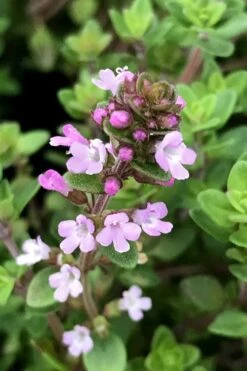 Lemon Creeping Thyme - 6 Pack Of Pint Pots -Garden Plant Seeds thymus citrriodorus lemon thyme 5