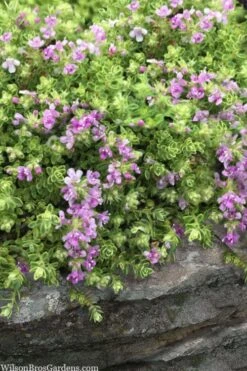Highland Cream Creeping Thyme - 5 Pack Of Quart Pots -Garden Plant Seeds thymus praecox highland creeping thyme 1