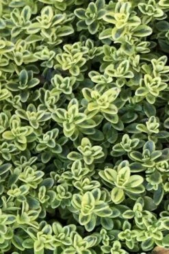 Highland Cream Creeping Thyme - 5 Pack Of Quart Pots -Garden Plant Seeds thymus praecox highland creeping thyme 4
