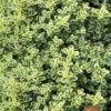 Highland Cream Creeping Thyme - 5 Pack Of Quart Pots -Garden Plant Seeds thymus praecox highland creeping thyme 6