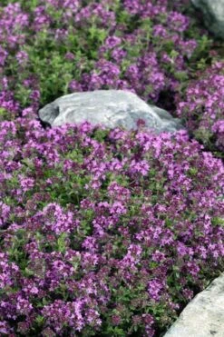 Magic Carpet Creeping Thyme (Thymus Serpyllum) - 6 Pack Of Pint Pots -Garden Plant Seeds thymus serpyllum magic carpet creeping thyme 2